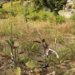 ナスを植えています