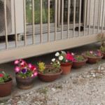 ベランダとお花
